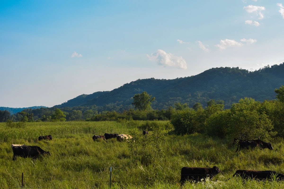 Mondovi Landscape-10