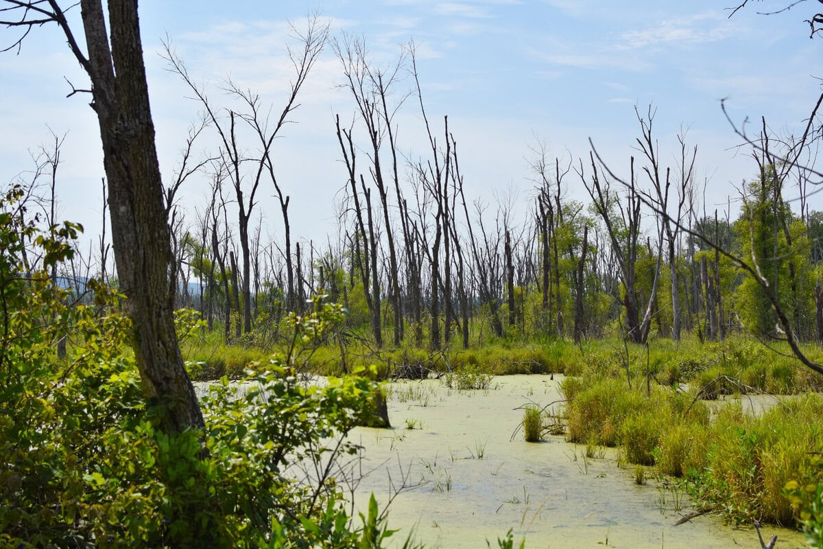 Oxbow Dike Trail 12