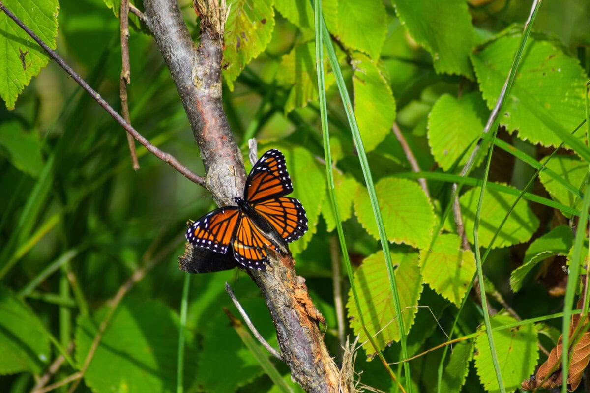 Oxbow Dike Trail 26