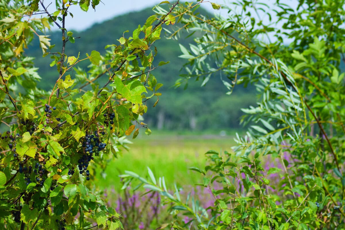 River Bottom Trail 10