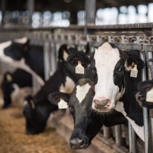 2026 Buffalo County Dairy Breakfast 19 Dairy Breakfast Cows