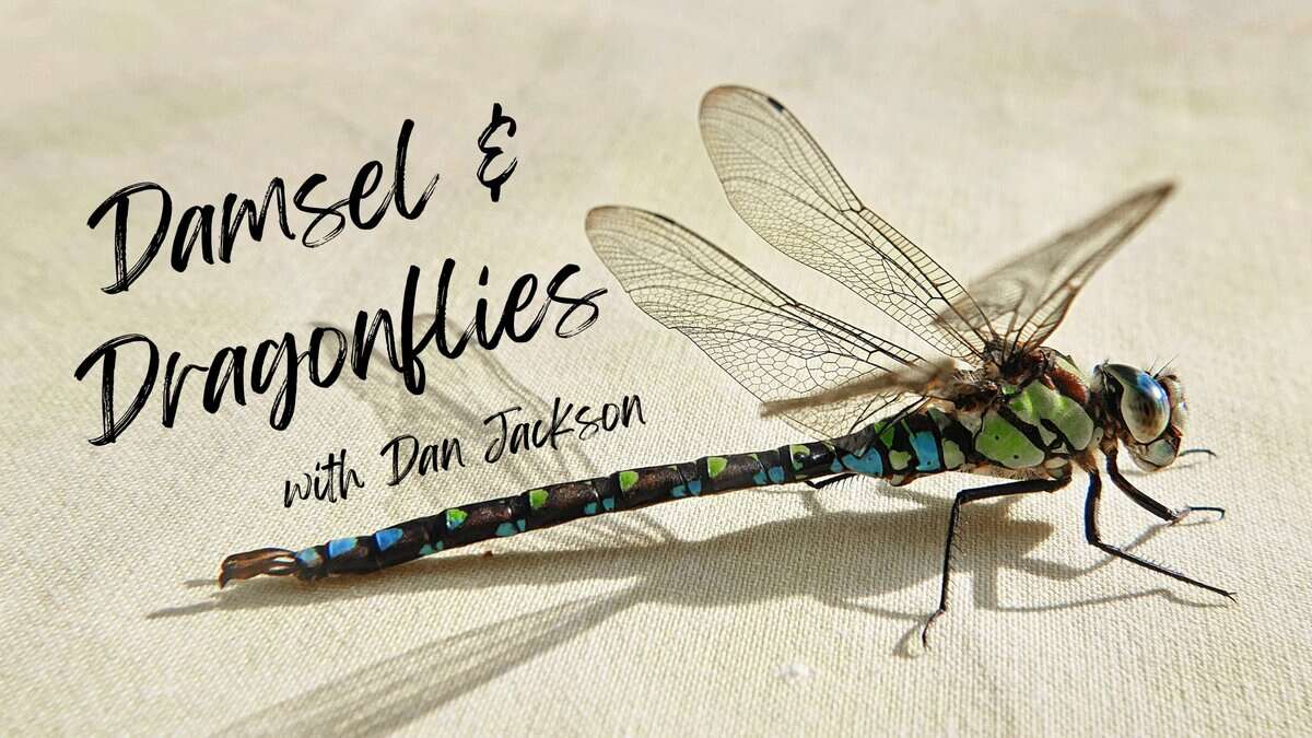 Dragonflies