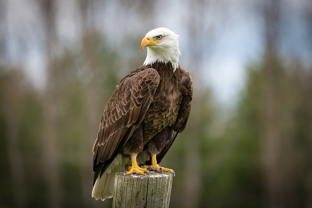 Eagles On Ice Buffalo County Wi
