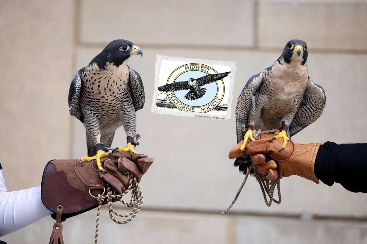 Falcon