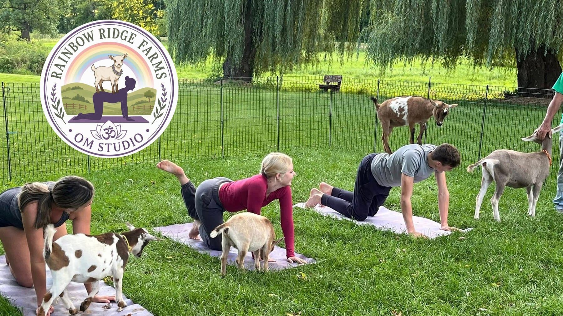 Goat Yoga
