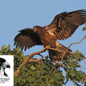 Raptor Resource Project At Merrick State Park 36 Raptors Merrick Park