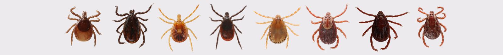 Tick Diseases Merrick